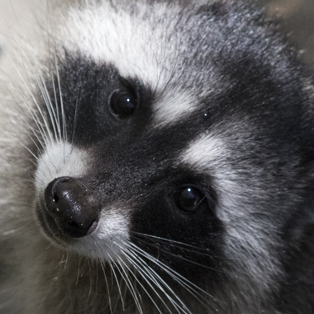 Raccoon-2.jpg