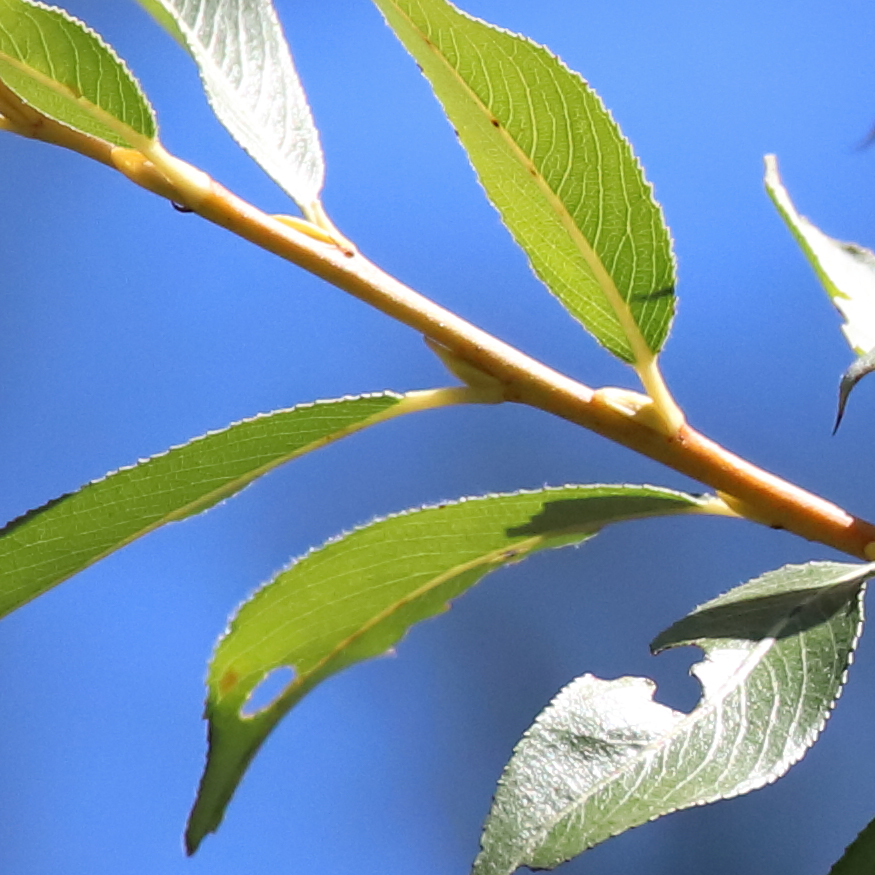branches-2.jpg
